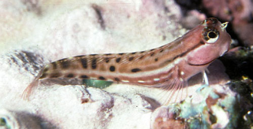 Ecsenius portenoyi